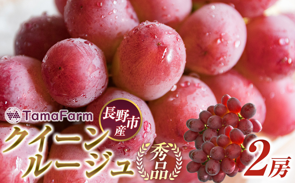 タマファーム　長野市産 クイーンルージュ 【秀品】2房 |  クイーンルージュ ぶどう 葡萄 フルーツ 果物 人気 タマファーム おすすめ  産地直送 送料無料  長野県 長野市 信州 信濃 ふるさと納税