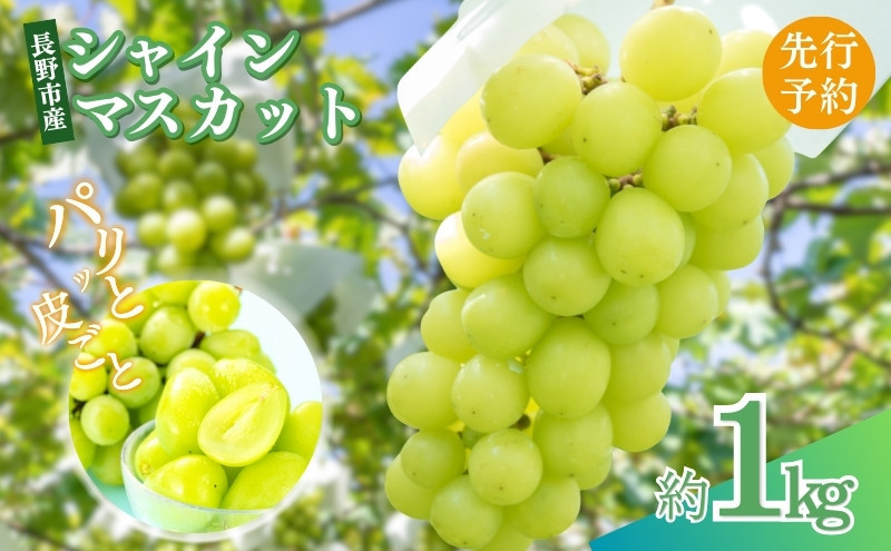 矢島農園　 長野市産 シャインマスカット1kg(1～3房)【2026年9月下旬頃～発送予定】 |  シャインマスカット ぶどう フルーツ 果物 人気 おすすめ ギフト プレゼント 送料無料 長野県 長野市 信州 信濃 ふるさと納税