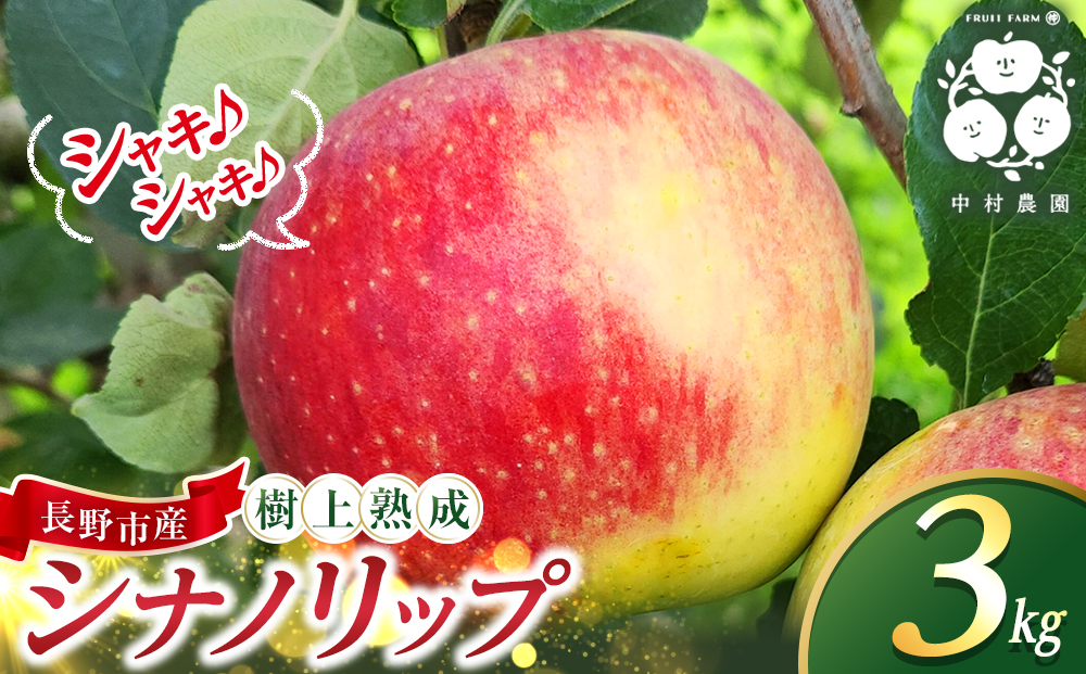 フルーツファーム中村農園　【8月中旬発送 先行予約】樹上熟成　シナノリップ 3kg |  りんご シナノリップ  信州 林檎 果物 フルーツ 夏りんご 人気 おすすめ   ギフト 家庭用 送料無料 長野県 長野市 信州 信濃 ふるさと納税