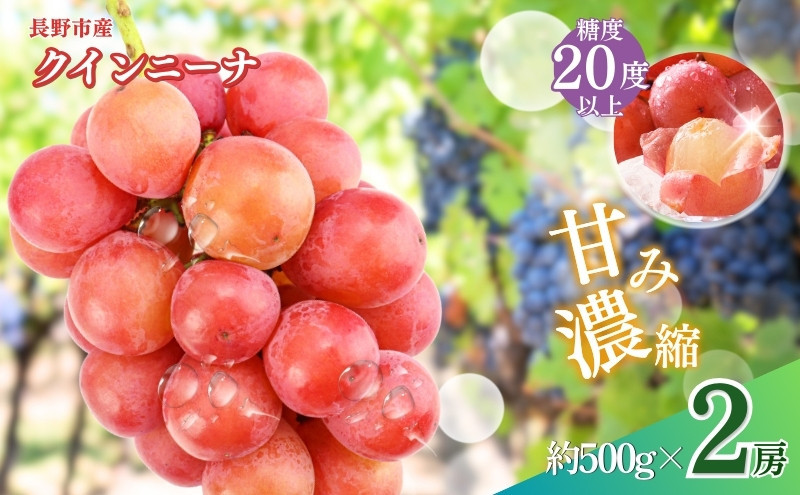 おかべ農園　長野市産 クイーンニーナ（贈答用） 2房【2026年9月下旬頃発送予定】 | フルーツ 果物 クイーンニーナ 葡萄 ブドウ ぶどう 人気 おすすめ ギフト 長野県 長野市 信州 信濃 ふるさと納税
