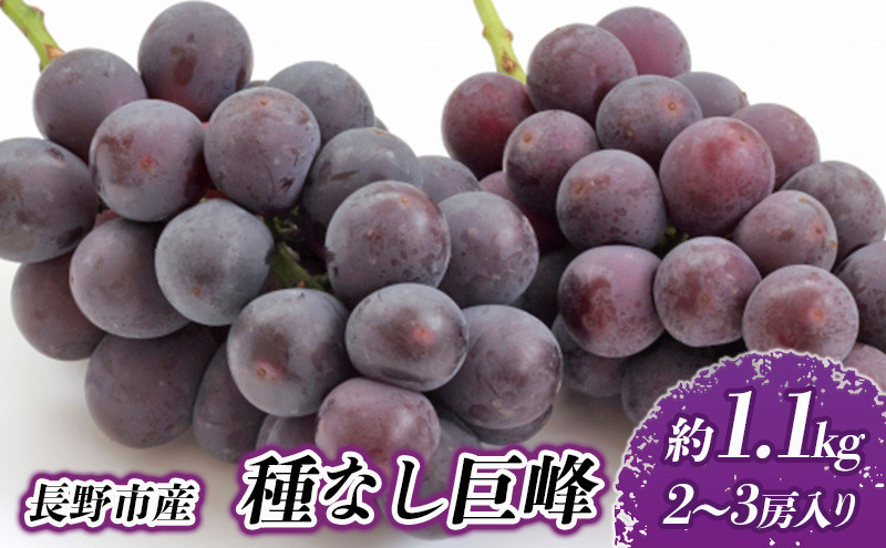 長野市産 種なし巨峰 約1.1kg【2026年9月中旬以降出荷分】 |  ぶどう 巨峰 種なし 定番 人気 おすすめ 葡萄 ブドウ フルーツ 果物  濃厚 ブルーム 新鮮 長野県 長野市 信州 信濃 ふるさと納税