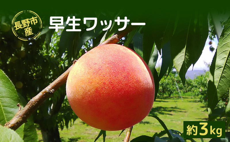 牧野果樹園　長野市産早生ワッサー約3kg(8~10個) |  桃 フルーツ 果物 希少 人気 おすすめ ギフト プレゼント 送料無料 長野県 長野市 信州 信濃 ふるさと納税