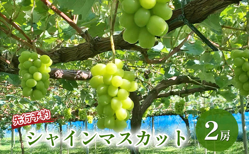 おかべ農園　長野市産 シャインマスカット（贈答用） 2房【2026年9月下旬頃発送予定】 | フルーツ 果物 葡萄 ブドウ シャインマスカット 贈答用 ぶどう 人気 おすすめ ギフト 長野県 長野市 信州 信濃 ふるさと納税