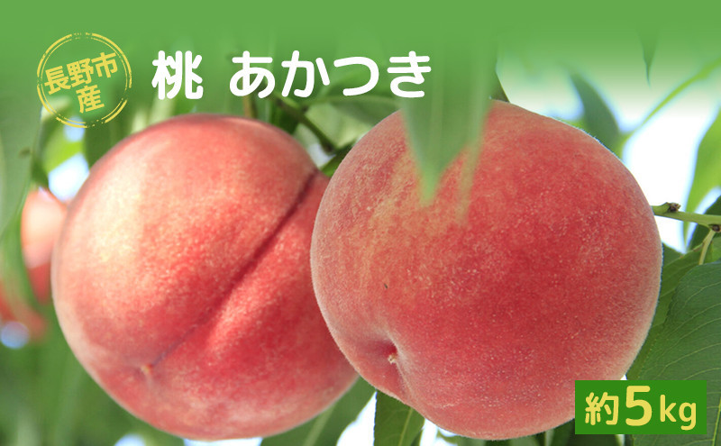牧野果樹園　長野市産桃「あかつき」約5kg（11～18個） |  桃 フルーツ 果物 人気 おすすめ ギフト プレゼント 送料無料 長野県 長野市 信州 信濃 ふるさと納税