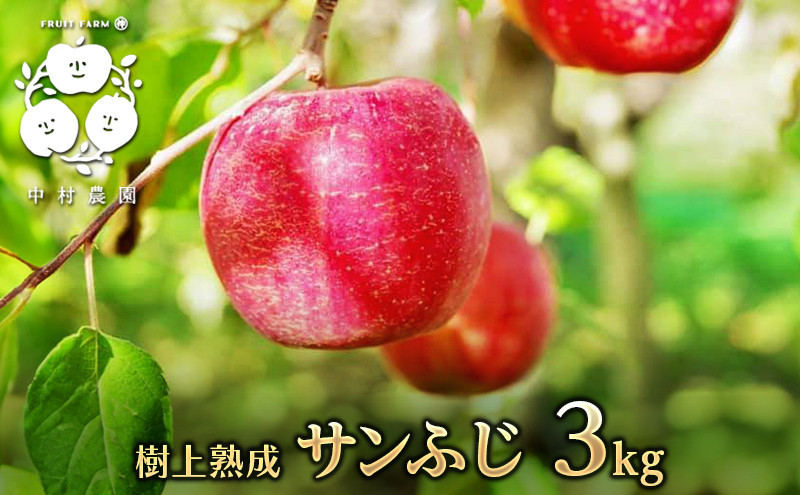 フルーツファーム中村農園　【11月下旬発送 先行予約】樹上熟成　サンふじ 3kg |  りんご サンふじ 糖度林檎 人気 おすすめ 果物 フルーツ 大玉 贈答用 ギフト 送料無料 長野県 長野市 信州 信濃 ふるさと納税