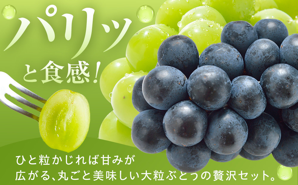 金オ岡村青果株式会社　長野市産 ナガノパープル＆シャインマスカット詰合せ１kg【2026年9月以降出荷分】フルーツ ぶどう 葡萄 果物 人気 種なし 新鮮 期間限定 令和8年 2026年発送 |  シャインマスカット ぶどう フルーツ 果物 人気 おすすめ ギフト プレゼント 送料無料 長野県 長野市 信州 信濃 ふるさと納税