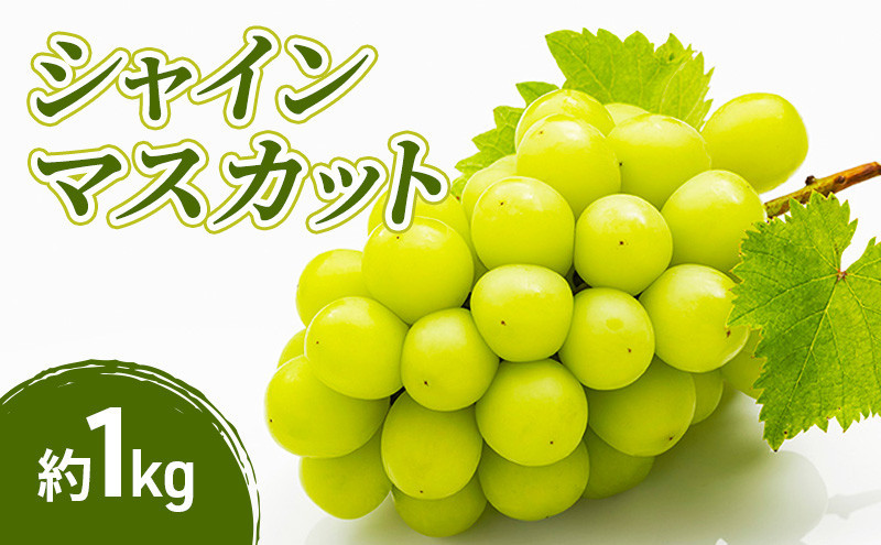小松農園　2026年産先行予約シャインマスカット 1kg 果物 フルーツ マスカット 長野県 |  シャインマスカット ぶどう フルーツ 果物 人気 おすすめ ギフト プレゼント 送料無料 長野県 長野市 信州 信濃 ふるさと納税