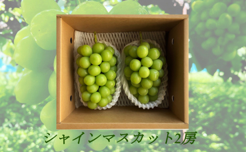 信州やなぎさわ農園果逢　信州産シャインマスカット2房（合計1kg以上）【大粒＆大房】 |  果物 ぶどう フルーツ  人気 おすすめ シャインマスカット 大粒 大房    ギフト 産地直送 高級   　 送料無料 長野県 長野市 信州 信濃 ふるさと納税