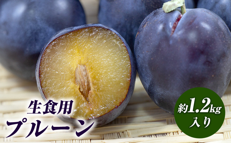 生食用プルーン約1.2kg【2026年8月中旬以降発送予定】 |  プルーン 生食用 完熟 栄養豊富 人気 おすすめ フルーツ 果物 デザート ビタミン ミネラル 食物繊維 ポリフェノール 健康 美容 ギフト プレゼント 長野県 長野市 信州 信濃 ふるさと納税