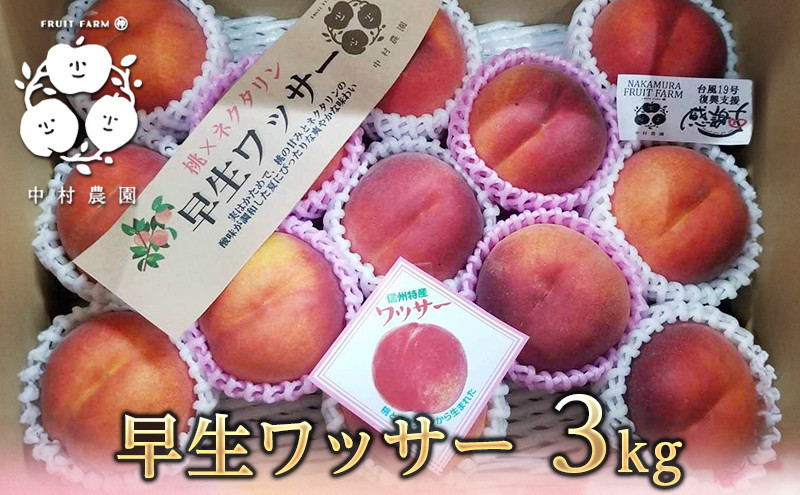 フルーツファーム中村農園　【7月中旬発送 先行予約】早生ワッサー 3kg |  ワッサー 早生 桃 もも モモ 希少品種 ネクタリン プラム 人気 おすすめ 果物 フルーツ 旬  贈答用 ギフト 送料無料 長野県 長野市 信州 信濃 ふるさと納税
