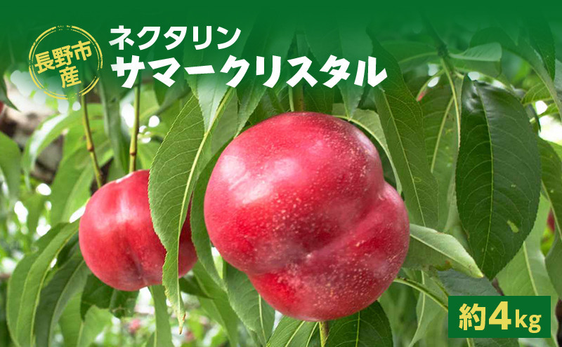 【※2027年発送分　先行予約】朝採り・当日発送 長野市産 希少ネクタリン 「サマークリスタル」 約4kg （18～30個） |   牧野果樹園 農家直送 桃 フルーツ 果物 ネクタリン 人気 おすすめ ギフト プレゼント 送料無料 長野県 長野市 信州 信濃 ふるさと納税