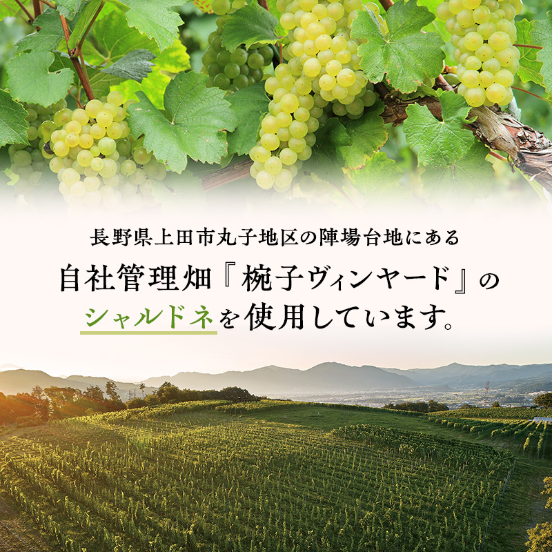 繝ッ繧、繝ウ 讀蟄舌す繝」繝ォ繝峨ロ 逋ス繝ッ繧、繝ウ 霎帛哨 750ml 1譛ャ 縺企 驟 繧「繝ォ繧ウ繝シ繝ォ