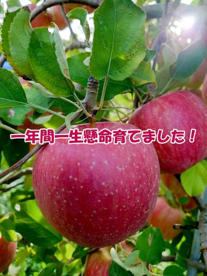 【2026年産】 シャキシャキ葉とらず ふじりんご 約3kg (5～12玉) サンふじ りんご リンゴ 果物 フルーツ 旬の果物 信州 長野 上田【特別栽培農産物】【長野県産】