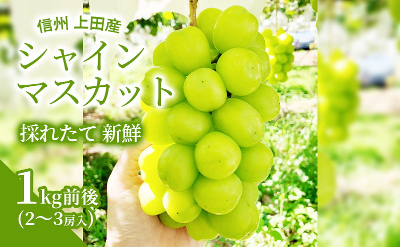 【2026年産】 シャインマスカット 1kg前後 2～3房 ぶどう 葡萄 ブドウ マスカット 1kg 果物 くだもの フルーツ デザート 旬の果物 旬のフルーツ 長野県 長野