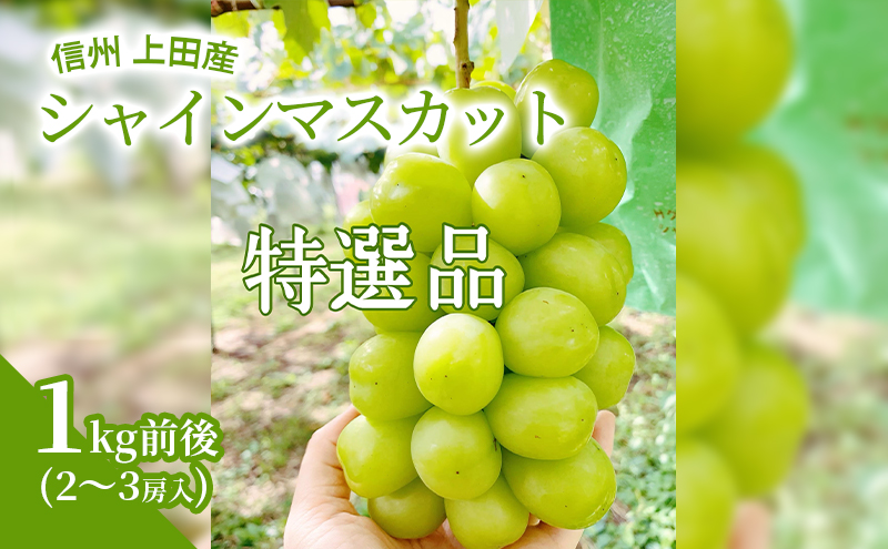 【2026年産】 特選 シャインマスカット 1kg前後 2～3房 ぶどう 葡萄 ブドウ マスカット 1kg 果物 くだもの フルーツ デザート 旬の果物 旬のフルーツ ギフト 贈り物 プレゼント 長野県 長野