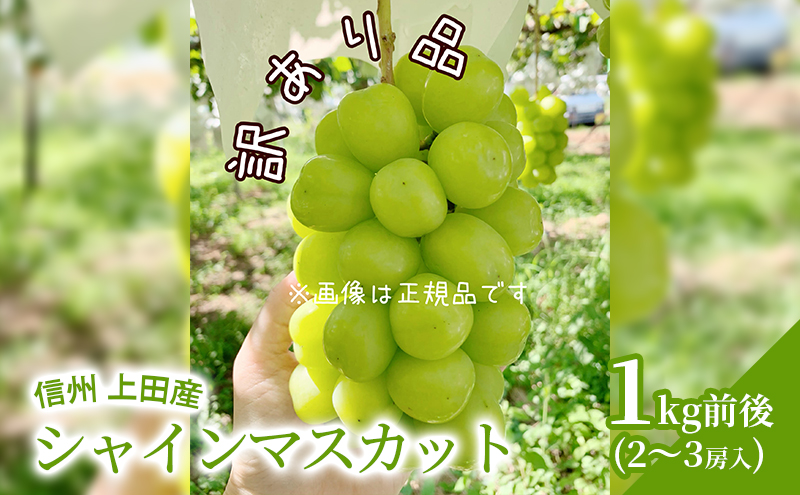 【2026年産】 訳あり シャインマスカット 1kg前後 2～3房 ぶどう 葡萄 ブドウ マスカット 1kg 果物 くだもの フルーツ デザート 旬の果物 旬のフルーツ 訳アリ 長野県 長野