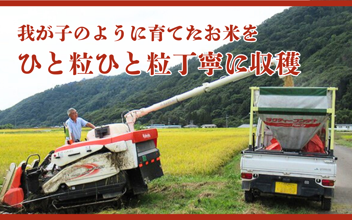 米 令和7年産 コシヒカリ 関口さんちのお米 5kg 1回 回数 お米 精米 白米 ブランド米 ご飯