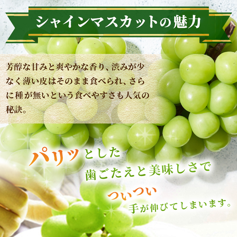 特産 シャインマスカット JA信州うえだ 大房 2房 約1.1kg マスカット 葡萄 ぶどう ブドウ 果物 くだもの フルーツ 信州 長野
