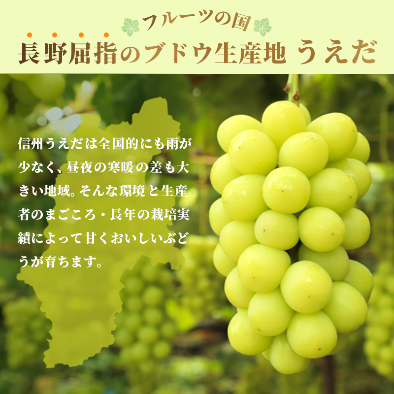 特産 シャインマスカット JA信州うえだ 大房 2房 約1.1kg マスカット 葡萄 ぶどう ブドウ 果物 くだもの フルーツ 信州 長野