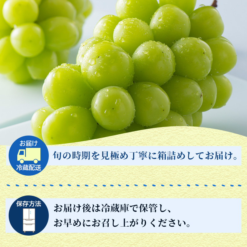 特産 シャインマスカット JA信州うえだ 大房 2房 約1.1kg マスカット 葡萄 ぶどう ブドウ 果物 くだもの フルーツ 信州 長野