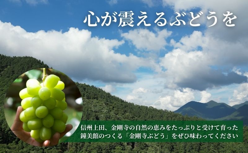 ã2026幎å
è¡äºçŽãã¯ãªã¹ãã¹ã«ãå±ãïŒ ã·ã£ã€ã³ãã¹ã«ãã ä¿¡å·äžç°ç£éå寺ã¶ã©ã çŽ2kg 4ïœ5æ¿ ã¶ã©ã è¡è ãã㊠ãã¹ã«ãã 2kg æç© ãã ãã® ãã«ãŒã ãã¶ãŒã æ¬ã®æç© æ¬ã®ãã«ãŒã é·éç