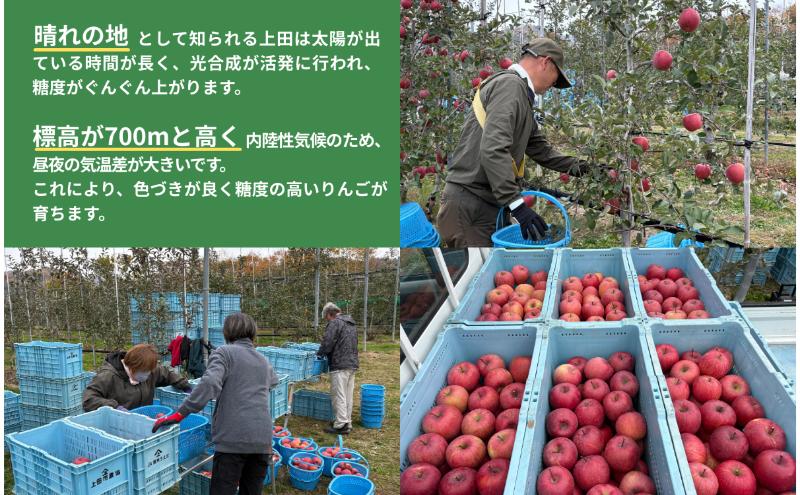 【2026年産・先行予約】サンふじ　10kg　りんご リンゴ 林檎 果物 フルーツ 長野