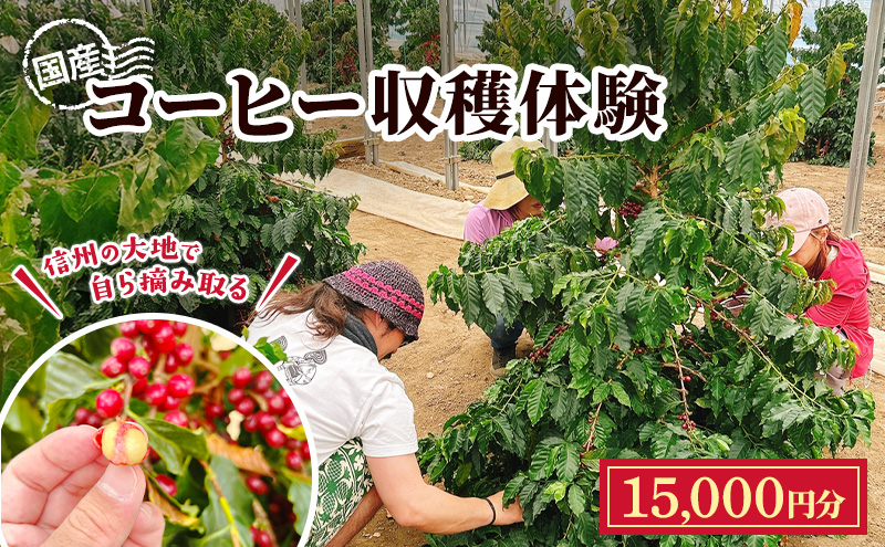 信州の大地で、自ら摘み取る「国産コーヒー収穫体験3名様分」15,000円分 コーヒーチェリー 収穫 試飲 体験 信州