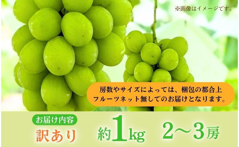 【2026年産】 訳ありシャインマスカット1kg ぶどう 葡萄 ブドウ マスカット 果物 くだもの フルーツ デザート 旬の果物 旬のフルーツ 長野