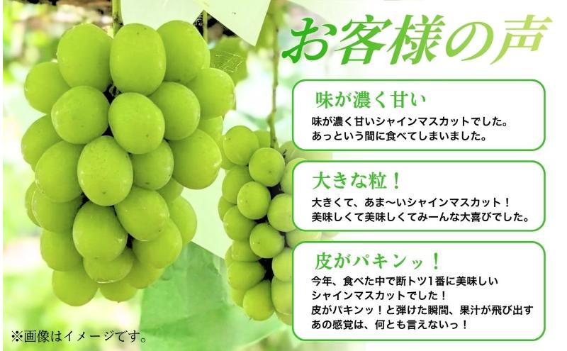 【2026年産】 訳ありシャインマスカット1kg ぶどう 葡萄 ブドウ マスカット 果物 くだもの フルーツ デザート 旬の果物 旬のフルーツ 長野