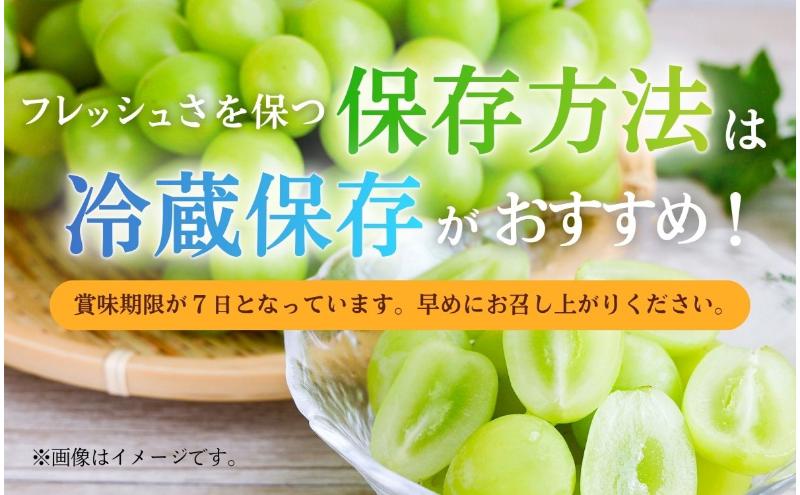 【2026年産】 訳ありシャインマスカット1kg ぶどう 葡萄 ブドウ マスカット 果物 くだもの フルーツ デザート 旬の果物 旬のフルーツ 長野