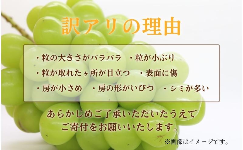 【2026年産】 訳ありシャインマスカット1kg ぶどう 葡萄 ブドウ マスカット 果物 くだもの フルーツ デザート 旬の果物 旬のフルーツ 長野