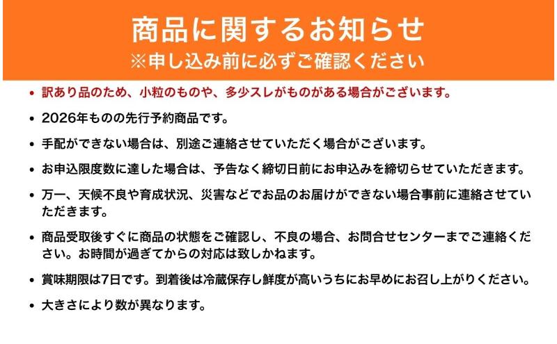 【2026年産】 訳ありシャインマスカット1kg ぶどう 葡萄 ブドウ マスカット 果物 くだもの フルーツ デザート 旬の果物 旬のフルーツ 長野