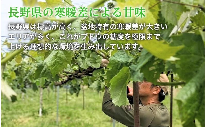 【2026年産】 シャインマスカット 1.2kg ぶどう 葡萄 ブドウ マスカット 果物 くだもの フルーツ デザート 旬の果物 旬のフルーツ 長野