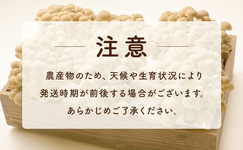 長野県上田市産 完熟ぶなしめじ6株｜信州産 産地直送 きのこ 詰め合わせ 食べ応え抜群 苦みが少ない 栄養豊富