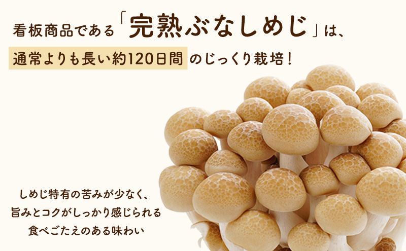 長野県上田市産 完熟ぶなしめじ6株｜信州産 産地直送 きのこ 詰め合わせ 食べ応え抜群 苦みが少ない 栄養豊富