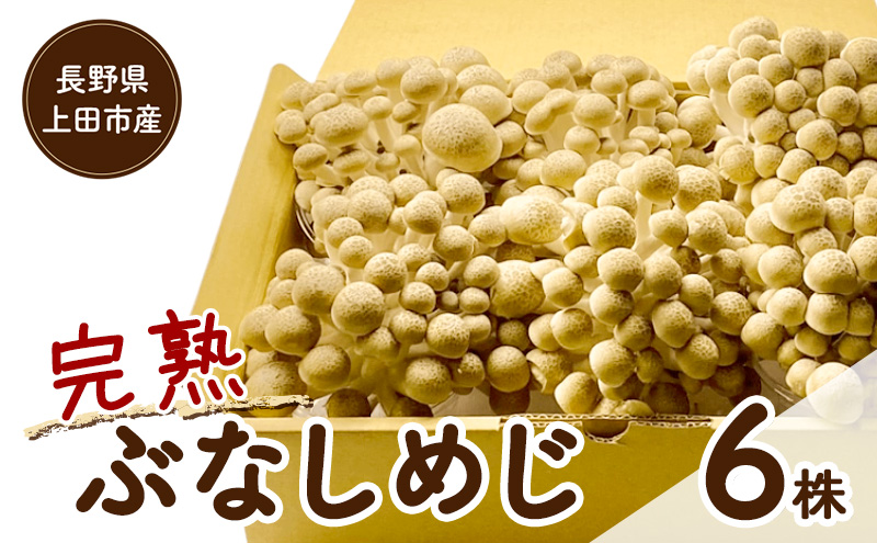 長野県上田市産 完熟ぶなしめじ6株｜信州産 産地直送 きのこ 詰め合わせ 食べ応え抜群 苦みが少ない 栄養豊富