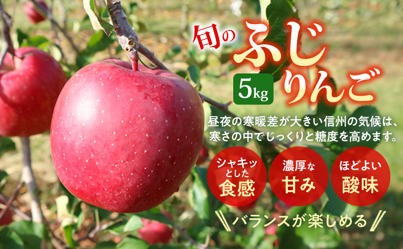 【★先行予約】【訳あり】長野県産りんご（サンふじ）5kg 家庭用 見た目にワケあり 味はそのまま 林檎 果物 長野県 上田 信州