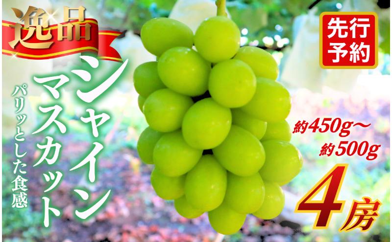 【★先行予約】【逸品】長野県産シャインマスカット 約450～500g×4房 贈答品対応可 果物 旬のフルーツ 長野県 上田 信州