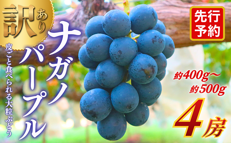 【★先行予約】【訳あり】長野県産ナガノパープル 約400～500g×4房 見た目にワケあり 味はそのまま 一粒が大きい 果物 旬のフルーツ 長野県 上田 信州