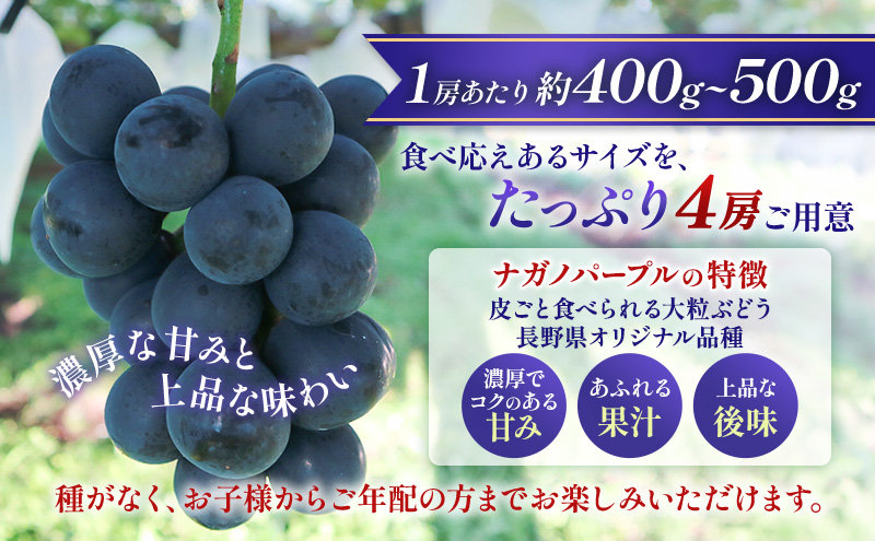 【★先行予約】【訳あり】長野県産ナガノパープル 約400～500g×4房 見た目にワケあり 味はそのまま 一粒が大きい 果物 旬のフルーツ 長野県 上田 信州