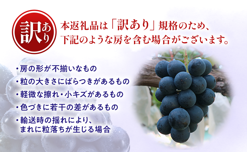 【★先行予約】【訳あり】長野県産ナガノパープル 約400～500g×2房 見た目にワケあり 味はそのまま 一粒が大きい 果物 旬のフルーツ 長野県 上田 信州