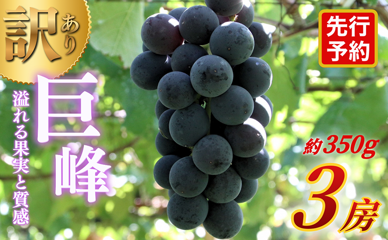 【★先行予約】【訳あり】長野県産巨峰 約350g×3房 見た目にワケあり 味はそのまま ぶどう ブドウ 果物 旬のフルーツ 長野県 上田 信州