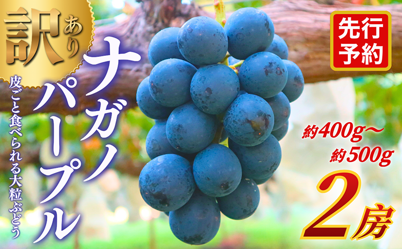 【★先行予約】【訳あり】長野県産ナガノパープル 約400～500g×2房 見た目にワケあり 味はそのまま 一粒が大きい 果物 旬のフルーツ 長野県 上田 信州