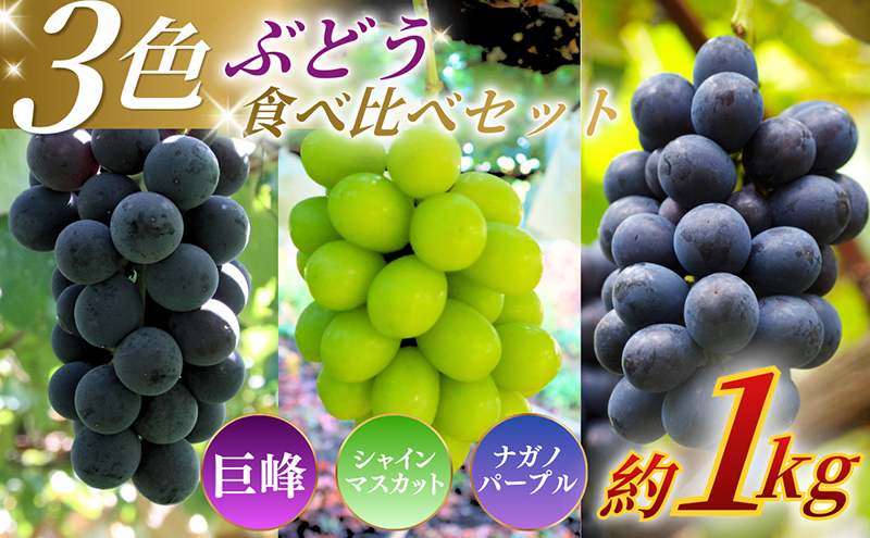 【★先行予約】【訳あり】長野県産 ぶどう3種食べ比べセット（シャインマスカット・ナガノパープル・巨峰）合計約1.1kg 見た目にワケあり 味はそのまま 旬のフルーツ 長野県 上田 信州