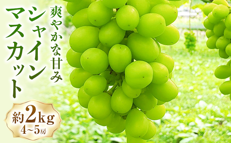 シャインマスカット約2kg(4～5房) マスカット ぶどう 種なし 果物 上田市