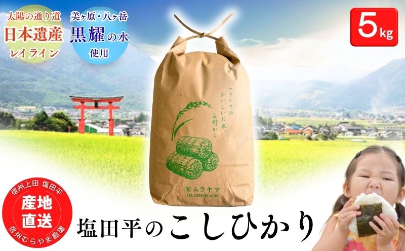 こしひかり 5kg 米 塩田平の「晴米」 コシヒカリ こしひかり 精米