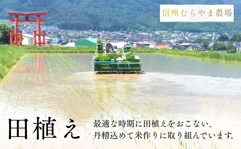 こしひかり 3kg 米 塩田平の「晴米」 コシヒカリ こしひかり 精米