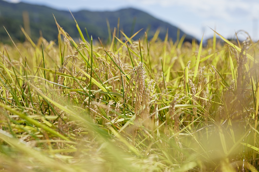 縲6繝カ譛磯」邯壹♀螻翫¢縲台シ企ぅ蟶ら伐蜴溽肇邀ウ縲繧ウ繧キ繝偵き繝ェ縲5繧ュ繝ュ縲077-02縲