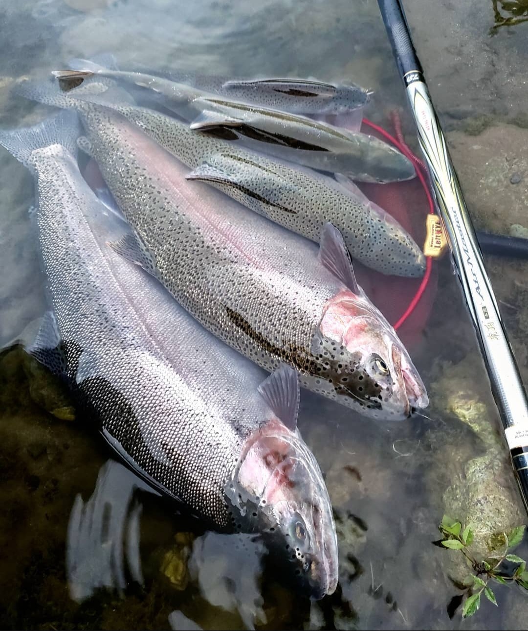 【令和8年】天竜川漁業協同組合　一般魚　年間遊漁券|鑑札 渓流 釣り券 漁業券 入漁券 一般漁 ウグイ イワナ ワカサギ アマゴ ほか アユ FISHPASS アプリ インストール 必要 伊那市 信州 体験 ふるさと納税【037-10】