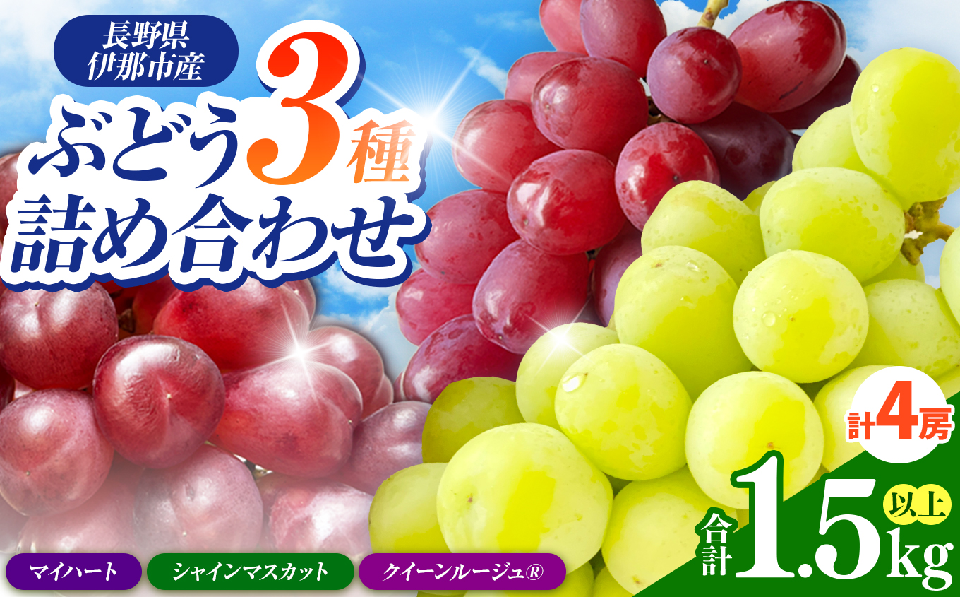 信州伊那産ぶどう3種食べ比べセット（1.5kg以上）シャインマスカット　クイーンルージュ(R)　マイハート｜ぶどう ぶどう詰合せ 葡萄 セット ぶどう食べ比べ 2種セット シャインマスカット クイーンルージュ マイハート 種なし ぶどう高級 フルーツ ギフト フルーツ 旬のフルーツ 伊那市 長野県産 【014-48】